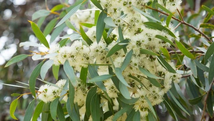 Eucalyptus oil 60%